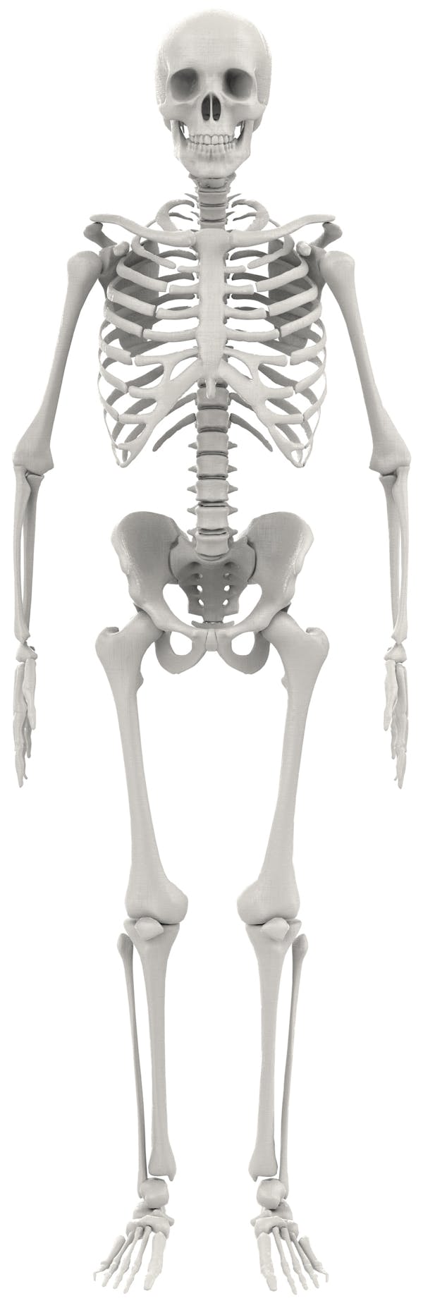 human skeleton orthopedic diagram